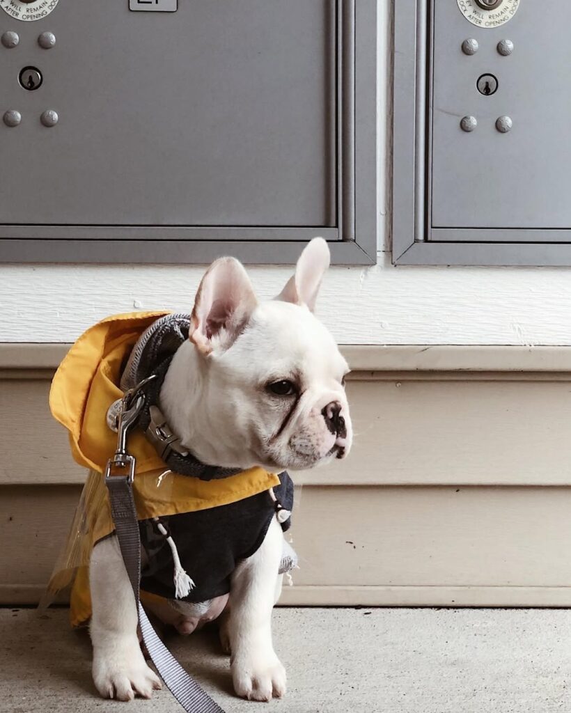 french Bulldog