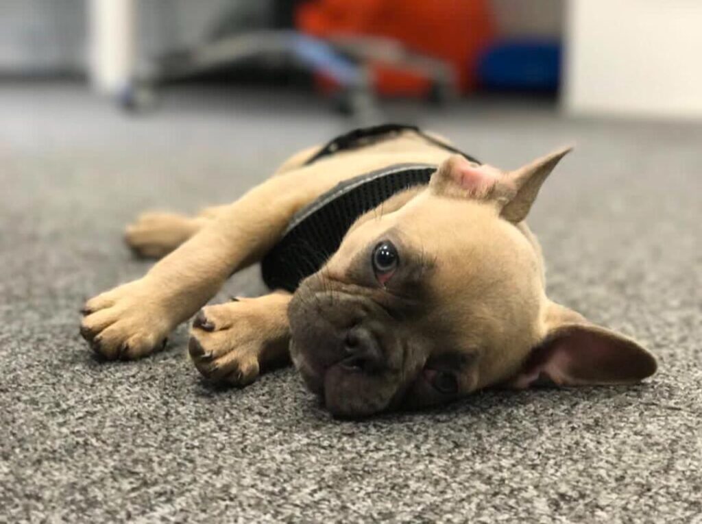 frenchie puppy