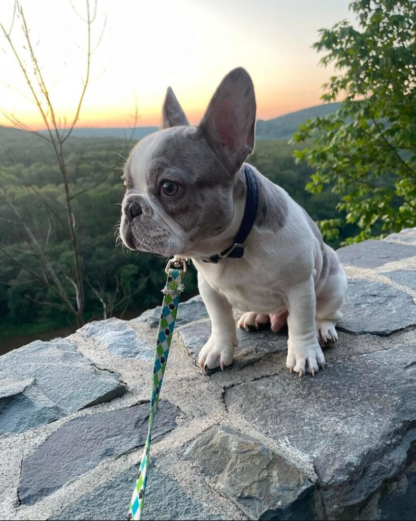 French bulldog