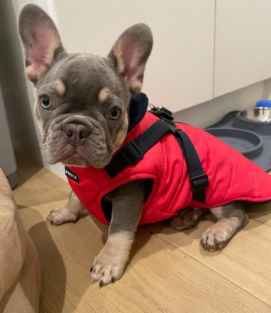 French bulldog
