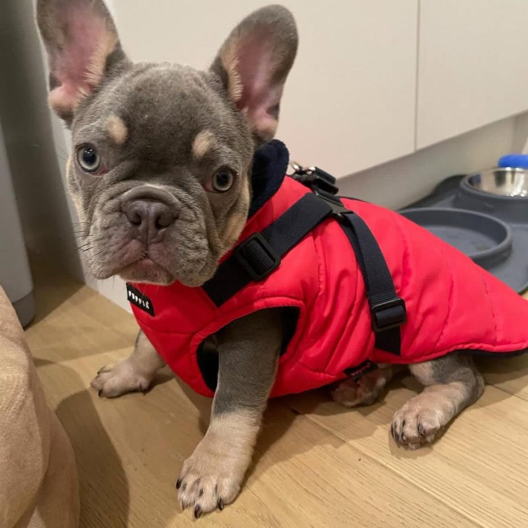 French bulldog